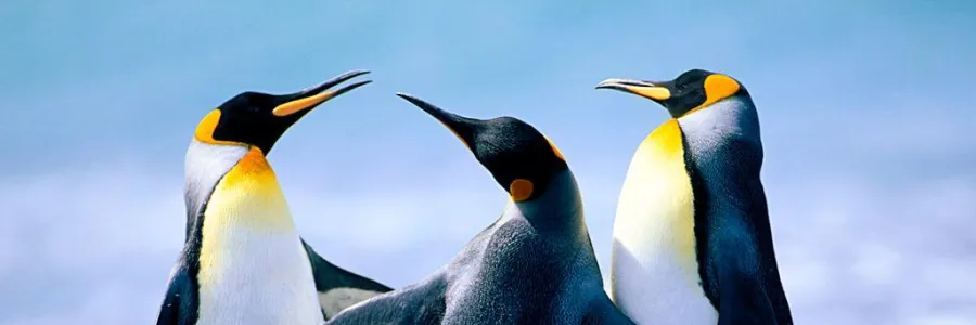 penguins