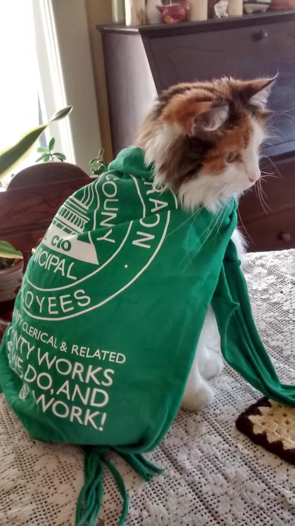 lulu_afscme_cat.jpg